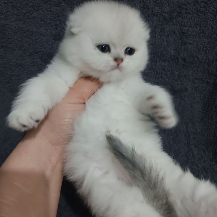 Продаётся чистокровный шотландский котёнок — 6
