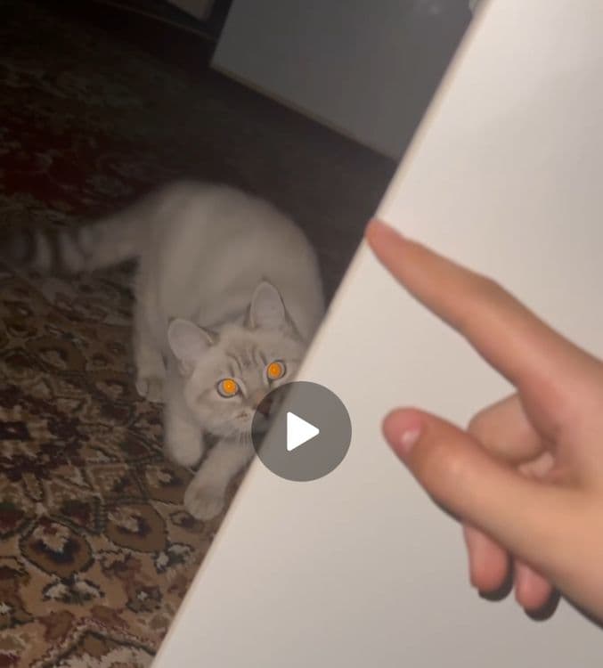 1 ярим йошли мушу сотилади — 7
