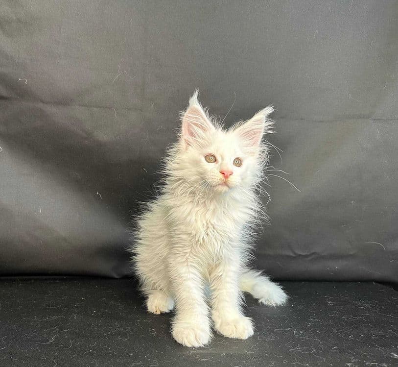 Продаются 3 чудесных малыша породы мейнкун