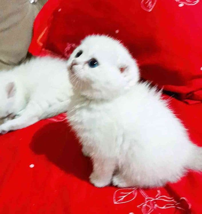 Продаётся котёнок — 2