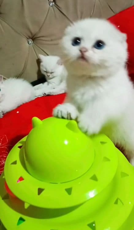 Продаётся котёнок — 3