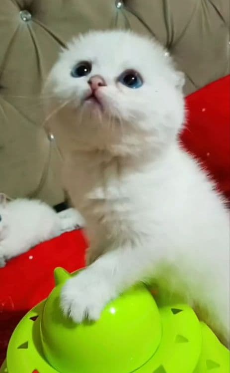 Продаётся котёнок — 4
