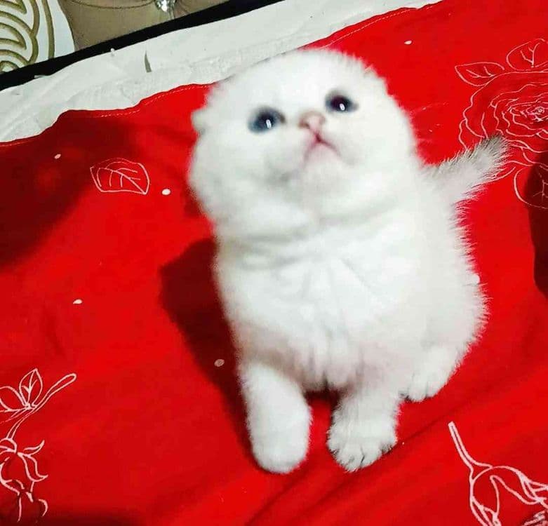 Продаётся котёнок — 5
