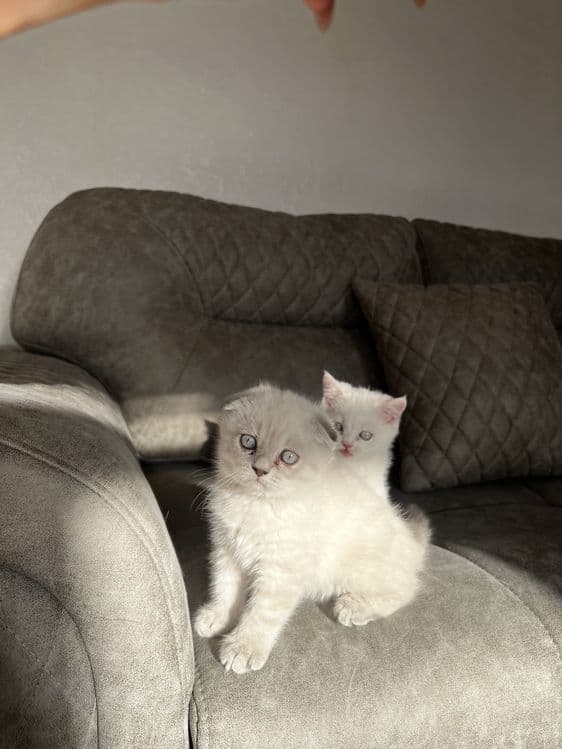 Скоттиш фолд — 1