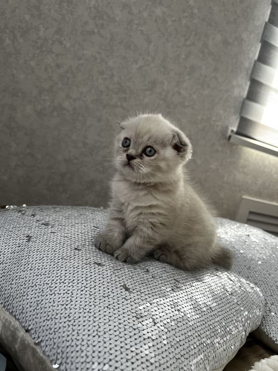 Скоттиш фолд — 2