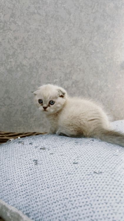Скоттиш фолд — 3