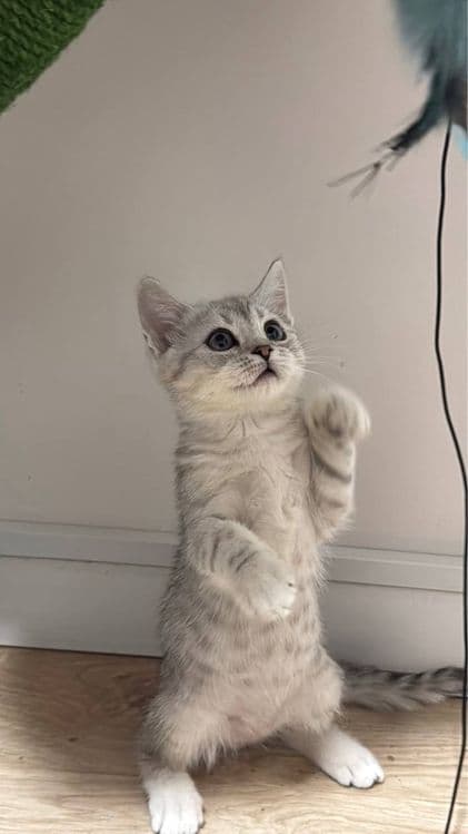 Скоттиш фолд и Скоттиш страйт — 2