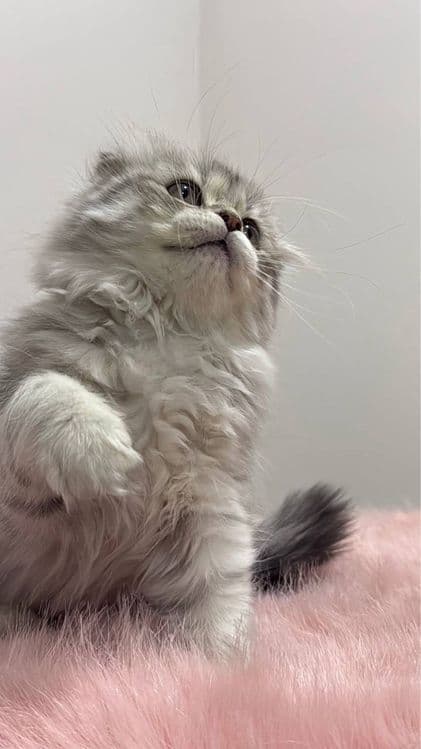 Скоттиш фолд и Скоттиш страйт — 3