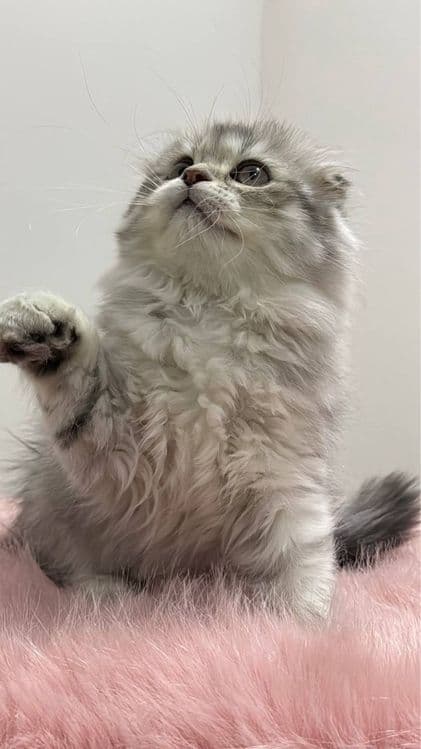 Скоттиш фолд и Скоттиш страйт — 4