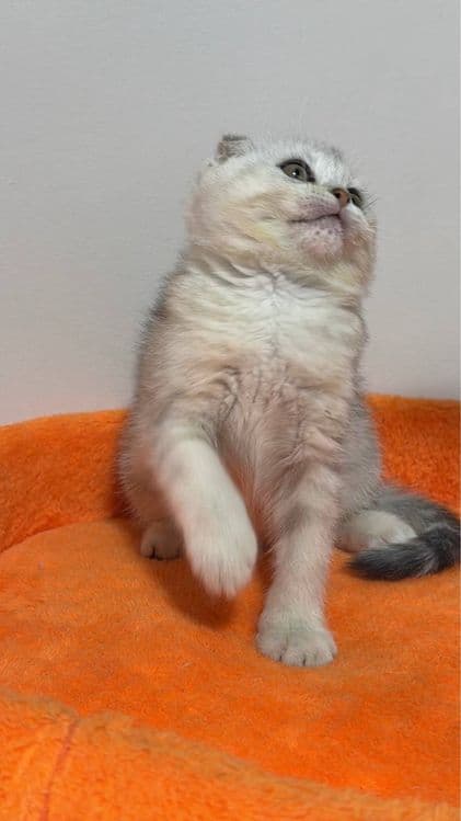 Скоттиш фолд и Скоттиш страйт — 5