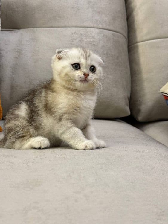 Скоттиш фолд и Скоттиш страйт — 6