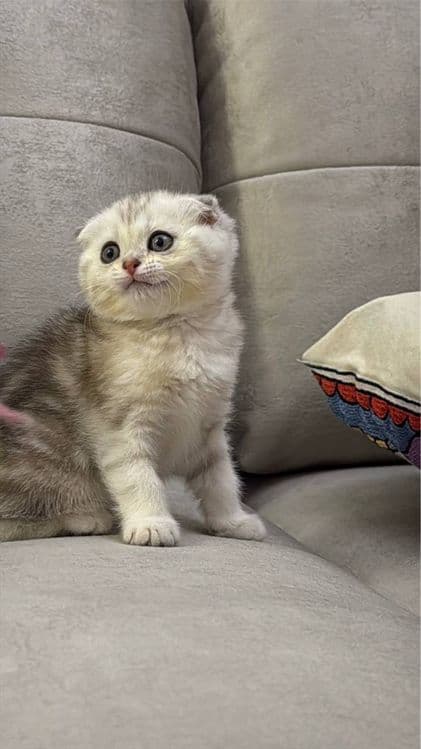 Скоттиш фолд и Скоттиш страйт — 7