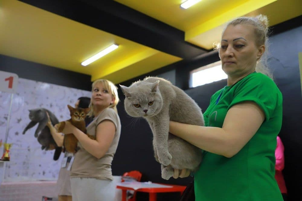 Продается Британец — 6