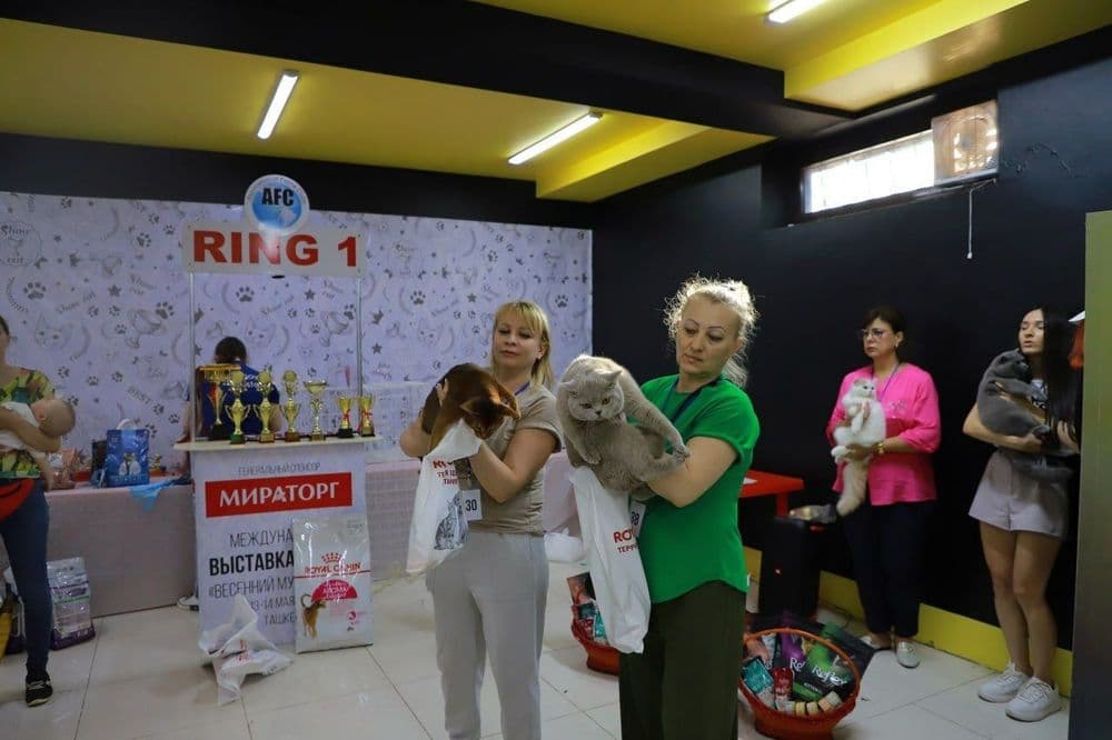 Продается Британец — 7