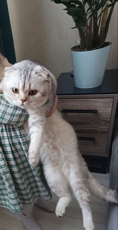 Вислоухая  Серебристый шиншилла — 2