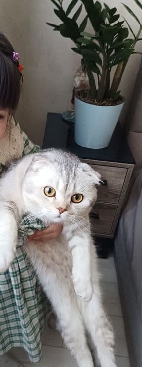 Вислоухая  Серебристый шиншилла — 3