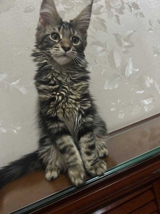 Продается кошка Мейн-кун — 3