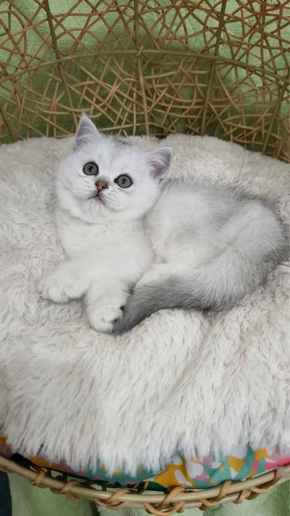 Har xil zotli mushukla bor qiz ogil — 7
