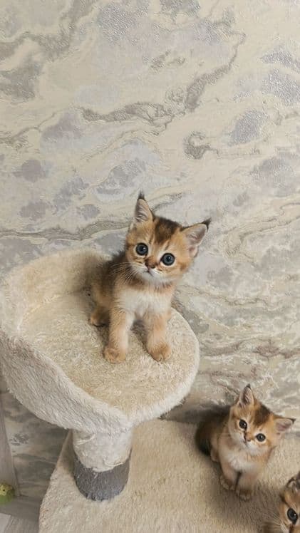Продается золотая шиншилла кошечка — 2