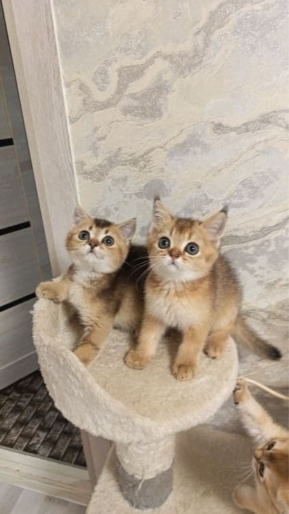 Продается золотая шиншилла кошечка — 7