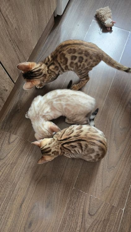 Чистокровный бенгаль — 5