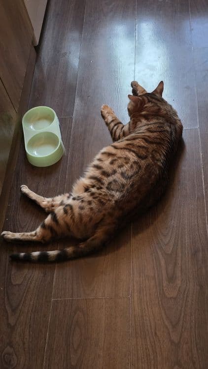 Чистокровный бенгаль — 6
