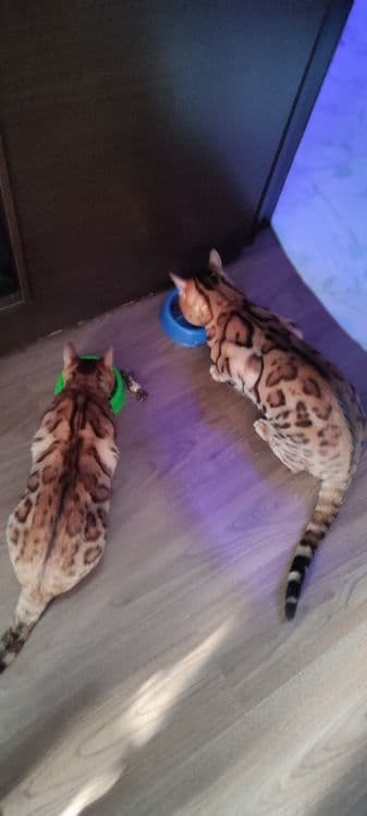 Чистокровный бенгаль — 8