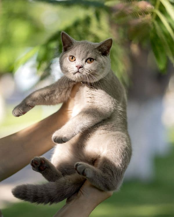 Продаются чистокровные Британцы. — 2