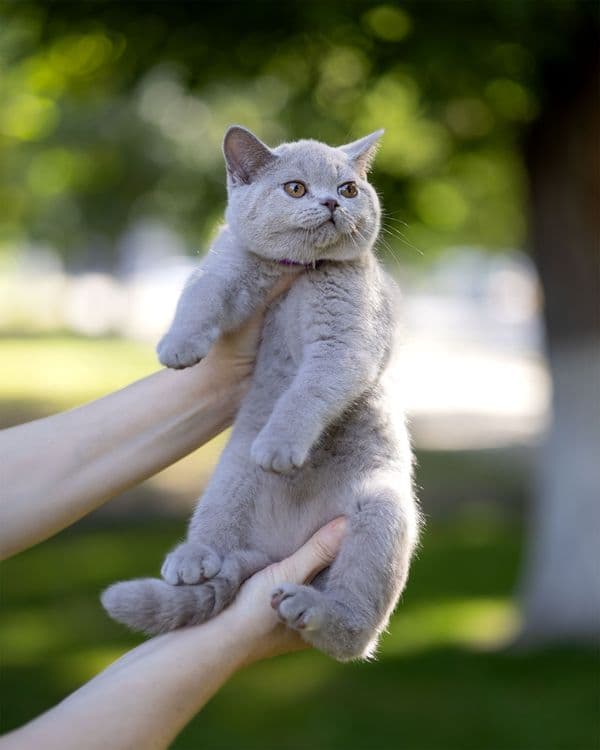 Продаются чистокровные Британцы. — 6