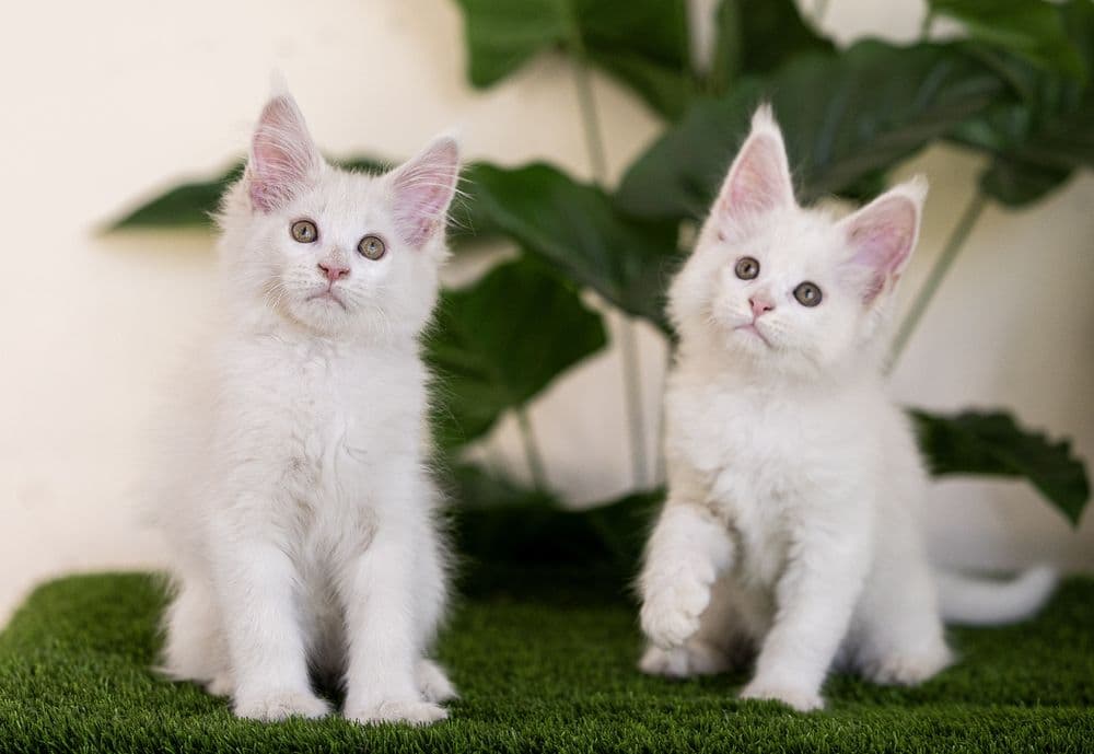 Котята породы мейн-кун — 3