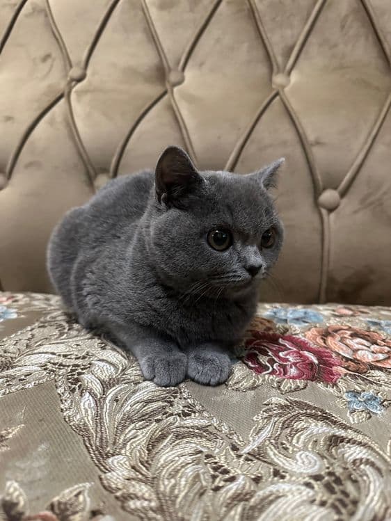Scottish fold , Scottish strite — 2