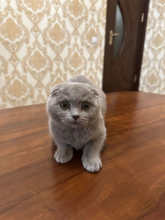 Scottish fold , Scottish strite — 3
