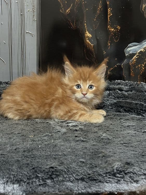 Премиальные котята Maine Coon | Элитная порода — 2