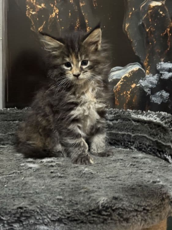 Премиальные котята Maine Coon | Элитная порода — 3