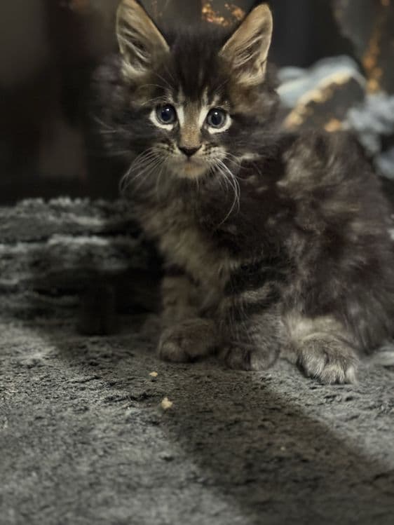 Премиальные котята Maine Coon | Элитная порода — 4