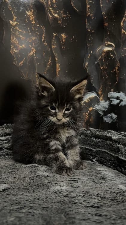 Премиальные котята Maine Coon | Элитная порода — 5