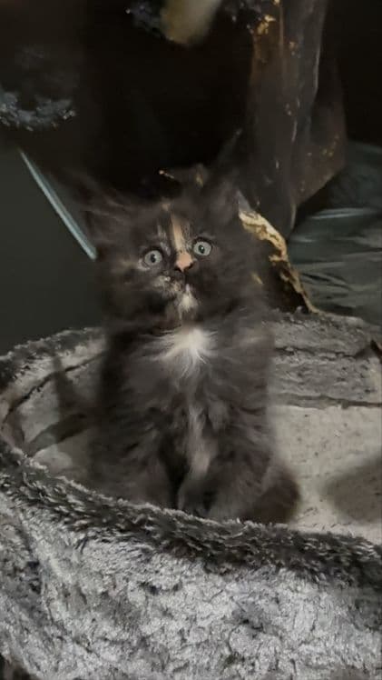 Премиальные котята Maine Coon | Элитная порода — 6