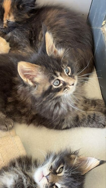 Премиальные котята Maine Coon | Элитная порода — 8