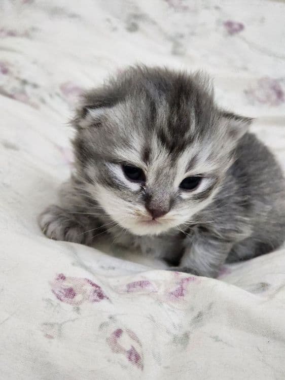Продаются вислоухие котята скотиш фолд и страйт — 2