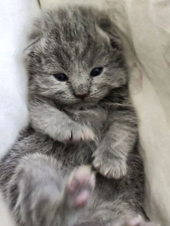 Продаются вислоухие котята скотиш фолд и страйт — 3