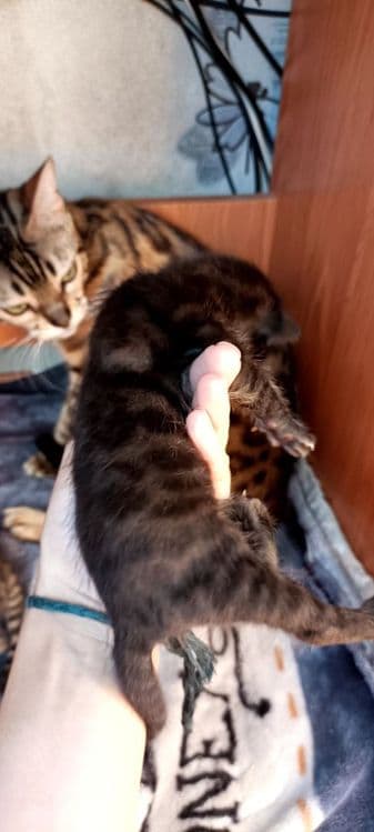 Продаются котята — 2