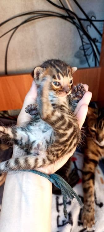 Продаются котята — 4