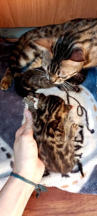 Продаются котята — 5