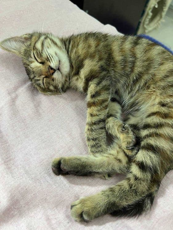 Бенгальский котенок — 3