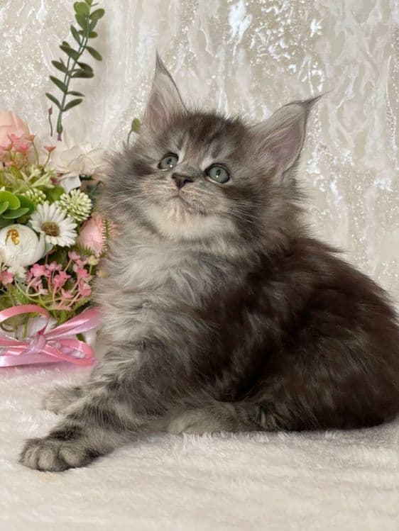 Продается шикарная девочка Мейнкун — 2