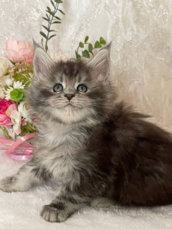 Продается шикарная девочка Мейнкун — 3