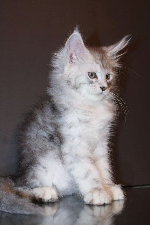 Мейн-кун котята серебро — 3