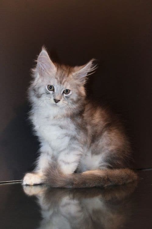 Мейн-кун котята серебро — 4