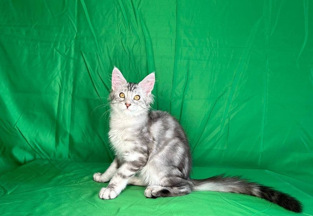 Продажа котят породы май-кун. — 2