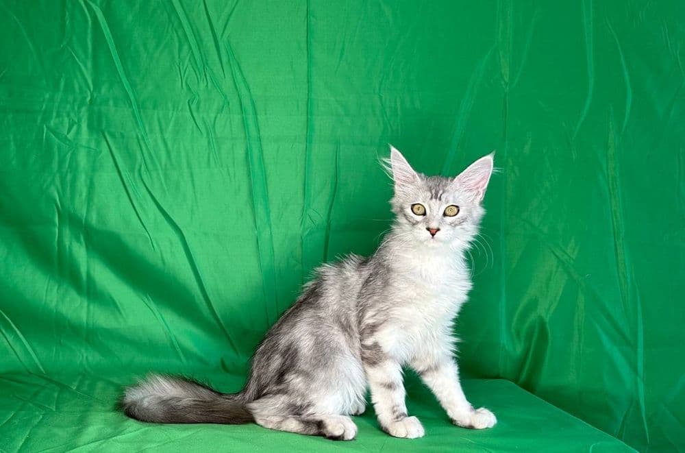 Продажа котят породы май-кун. — 3